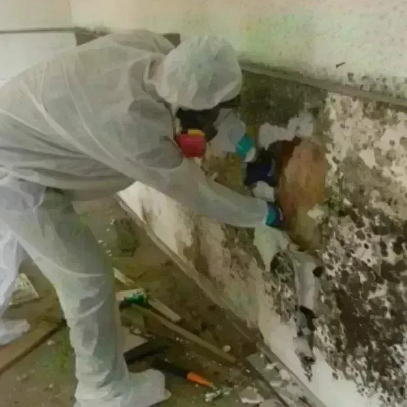 Mold Remediation and Removal in Tomball, TX